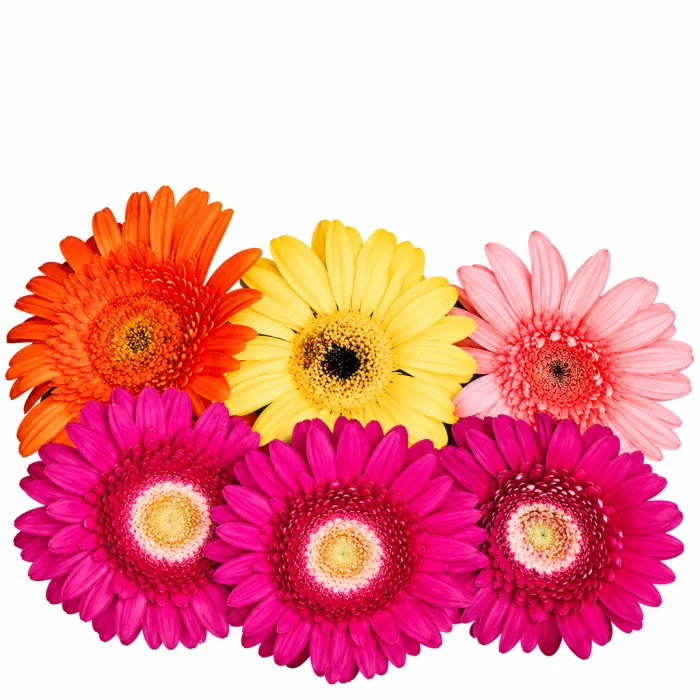 Florales